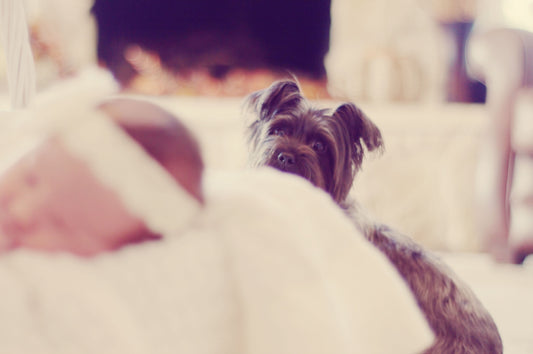 Introducing Your New Baby to Your Dog